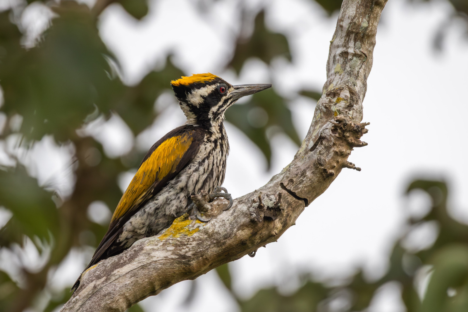 image White-naped Woodpecker